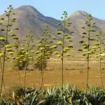 los escullos parque cabo de gata