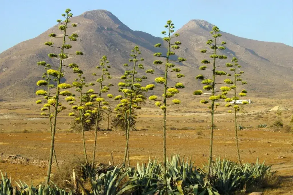 los escullos parque cabo de gata